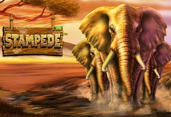 Stampede